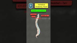 🔥 How to Remember the Anatomy of the Vertebral Column Spine Diagram [upl. by Layla]