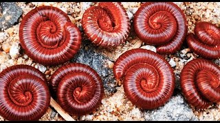 Millipedes 1millipede frog nature babyanimals [upl. by Yreffej913]