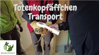 Wir transportieren Totenkopfäffchen [upl. by Abibah]