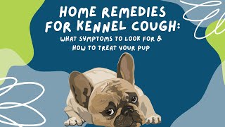 Home Remedies for Kennel Cough What Symptoms to Look For amp How to Treat Your Pup [upl. by Cima]