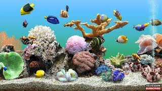 Marine Aquarium Screensaver Best Fish Tank 3 Hours of Relaxing Video 60fps [upl. by Annaer]