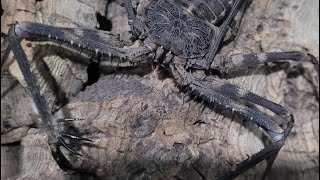 Tailless Whip Scorpion [upl. by Nazay]