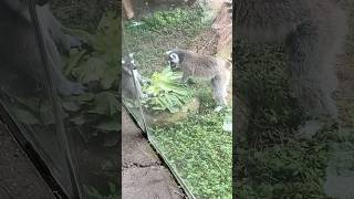 Ring Tailed Lemurs Eating Lettuce 🐒 🥬 [upl. by Maritsa169]