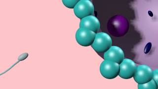 PERICENTRIC amp PARACENTRIC INVERSIONS AS CROSSOVER SUPPRESSORS [upl. by Turino853]