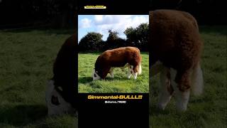 SIMMENTALBULLL Simmental ishqibozlari uchun maxsus [upl. by Acira]