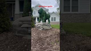 I made a topiary gorilla 🦍 gorilla wildlife animals funny topiary animal [upl. by Onaivatco667]