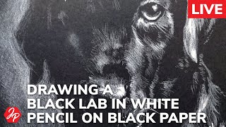 How to draw a Black Labrador puppy on black paper with white pencil [upl. by Fredra520]