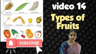 Morphology of flowering plants l Fruit Classification l Class 11 NCERT NEET Biology chapter 5 l [upl. by Calv]