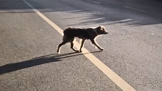 The stray dog waits by the road still believing her owner will return even when volunteers arrive [upl. by Dylane132]