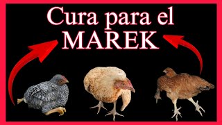 Método para curar el MAREK y la VIRUELA te sorprenderás [upl. by Namien]