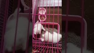 Kittens for sale subscribe sport plz [upl. by Howland]