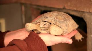 Hibernating Desert Tortoise [upl. by Ainer783]