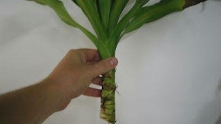 How to grow dracaena from cuttings fast and easy [upl. by Yaral]