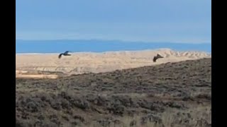 Slow Sunday afternoon  Wyoming Upland amp English Setters [upl. by Wilkens]