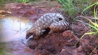 Adorable pangolin has an awesome time in the mud [upl. by Nitz347]