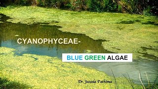 Cyanophyceae Nostoc [upl. by Athallia483]