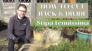 How to Cut Back amp Divide Stipa tenuissima  Pruning and Dividing Stipa Grass Mexican Feathergrass [upl. by Ardni]