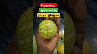 தலையில் பூச்சி வெட்டு புழு வெட்டு முடி கொட்டுதால் தீர்வுஇதை மட்டும் செய்யுங்க Alopecia Areata [upl. by Ajin]