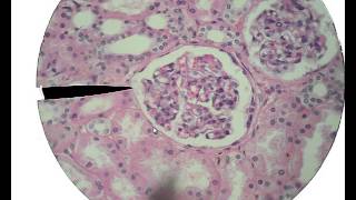 Histology for Beginners [upl. by Jerrilee]