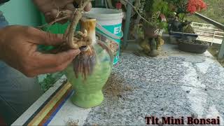 Cây Hồng Ngọc Mai trong bình rượu  Plant the malpighia glabra in a perennial potted bottle [upl. by Cohl856]