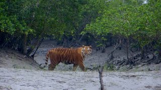 Feared Loved Worshipped The Enigma of the Sundarbans Tiger [upl. by Namso]