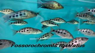 Integral Aquatics Fossorochromis Rostratus [upl. by Hughmanick]