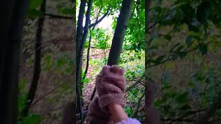 Pov a cat climbing a tree🐈‍⬛🐈‍⬛🐾🐾🌿🌿☘️☘️☘️therian cat furry [upl. by Ahsrop361]