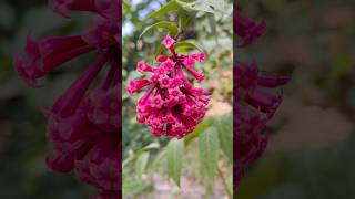 Cestrum elegans beautifulplants viralytshort [upl. by Dnartreb]