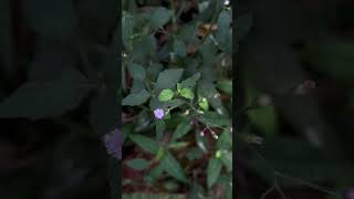 Flowers and leaves of Cyanthillium cinereum [upl. by Figone]