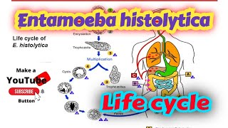 Entamoeba histolytica life cycle in hindi  Amoebiasis [upl. by Oxford607]