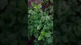 tulsi ko hra rkhne ka rajshorts trending gardening plants garden [upl. by Nnaillij898]