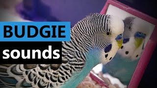 Sounds of Budgie ParakeetBudgerigar My Cookie talking to Mirror [upl. by Turino]