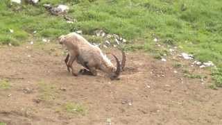 Bouquetin à la Montagne de Sous Dine en Haute Savoie [upl. by Cordi]