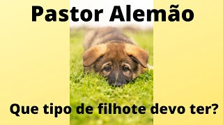 COMO ESCOLHER UM FILHOTE DE PASTOR ALEMÃO PERFEITO PARA VOCÊ [upl. by Finella522]