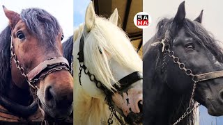 NAJTEŽI I NAJJAČI KONJI BALKANA  DRAFT HORSES [upl. by Marshall]