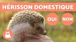 HÉRISSON DOMESTIQUE 🦔 Une bonne IDÉE  De quels SOINS atil BESOIN [upl. by Aymik]