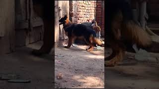 Sable German shepherd Female pakistan germanshepherd gsd trending doglover pets [upl. by Flieger798]