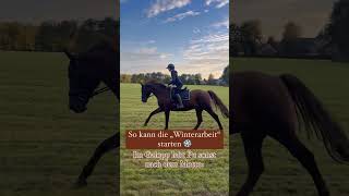 Galopp auf der Wiese 🐴☀️ pferde ausreiten reiten [upl. by Abehsat763]