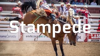 THE CALGARY STAMPEDE RANCHES amp RODEOS [upl. by Iznek]