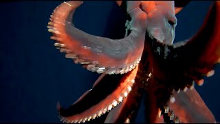 Incredible footage of a rare deepsea Dana Squid [upl. by Enrobialc903]