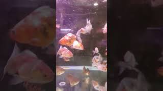 Ikan mashappy dance humor funny beautiful [upl. by Madriene949]