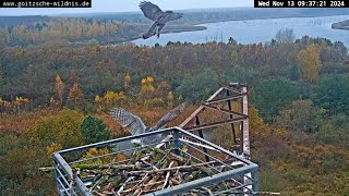 Goitzsche WildnisDeutschland ☆ 13 November 🍂 Ein Fischadlerhorst als herbstlicher Nebenschauplatz [upl. by Raffo]