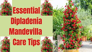 Dipladenia Mandevilla Care Tips A Complete Guide [upl. by Aicenod300]