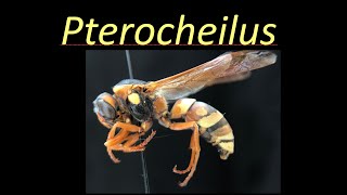 Pterocheilus Vespidae [upl. by Cade357]