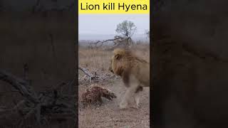 Lion kill Hyena🐆🙀youtubeshorts animals wildlife lion hyena [upl. by Calli]