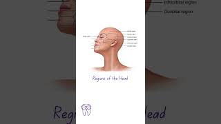 Head and Neck Anatomy Regions of the Head for the Dental Assistant anatomy shorts [upl. by Aitel644]