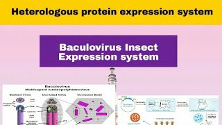 Baculovirus Insect Expression System in Hindi [upl. by Sungam]