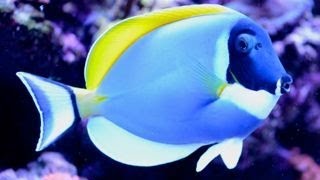 Care for Powder Blue Tang 粉藍吊 Acanthurus leucosternon [upl. by Attirehs]