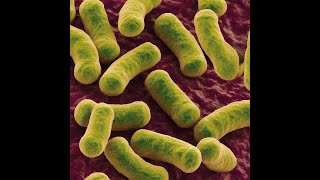 Bacteriology Part 6 Family EnterobacteriaceaeYersiniaceae Serratia Erwinia and Yersinia [upl. by Eanore]