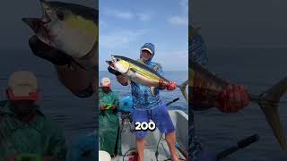 What is the BIGGEST size YELLOWFIN TUNA fishing [upl. by Irami634]